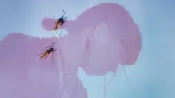 Ichiko Aoba - Across The Oceans Tour 2026