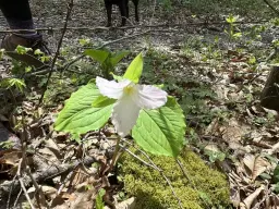 Spring Nature Hike: Plant and Mushroom Hunt