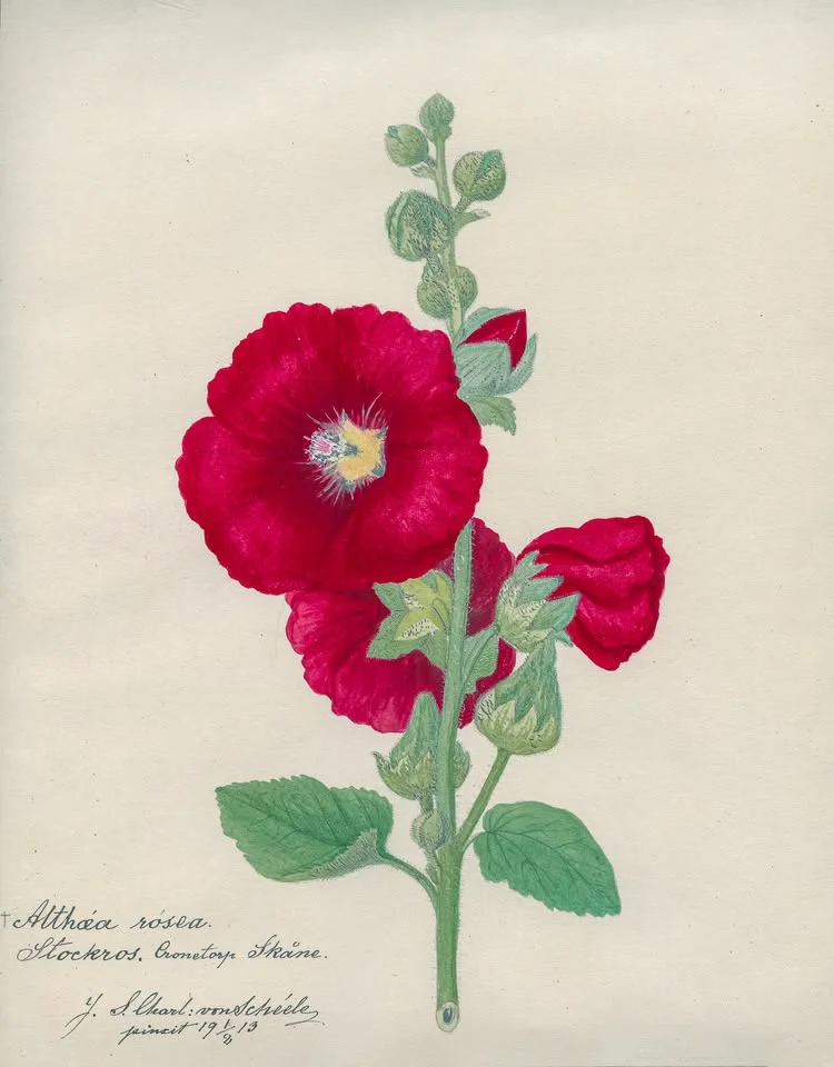 Sådan kärlek till blommor