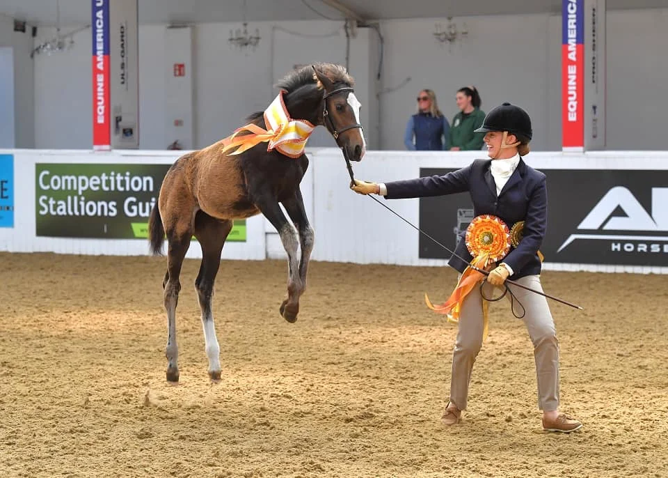 NORTHERN LIGHTS SHOWING MASTERS