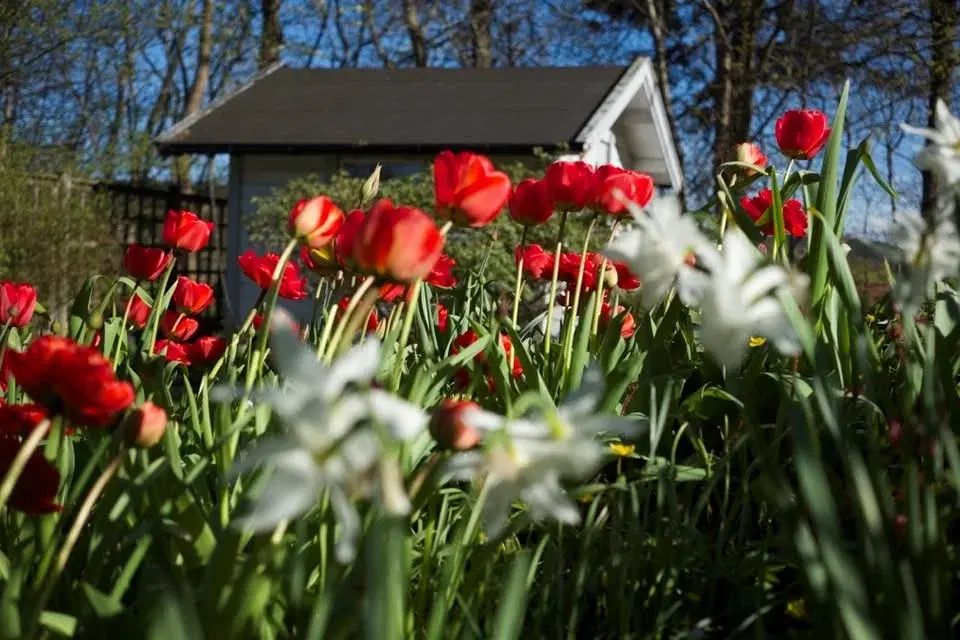 Tulpaner och vårblomning i Göteborg