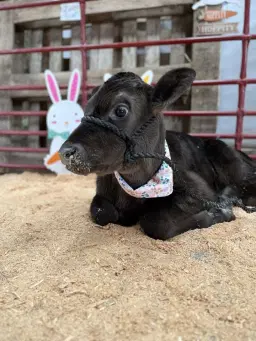 Easter Egg Gathering 2026