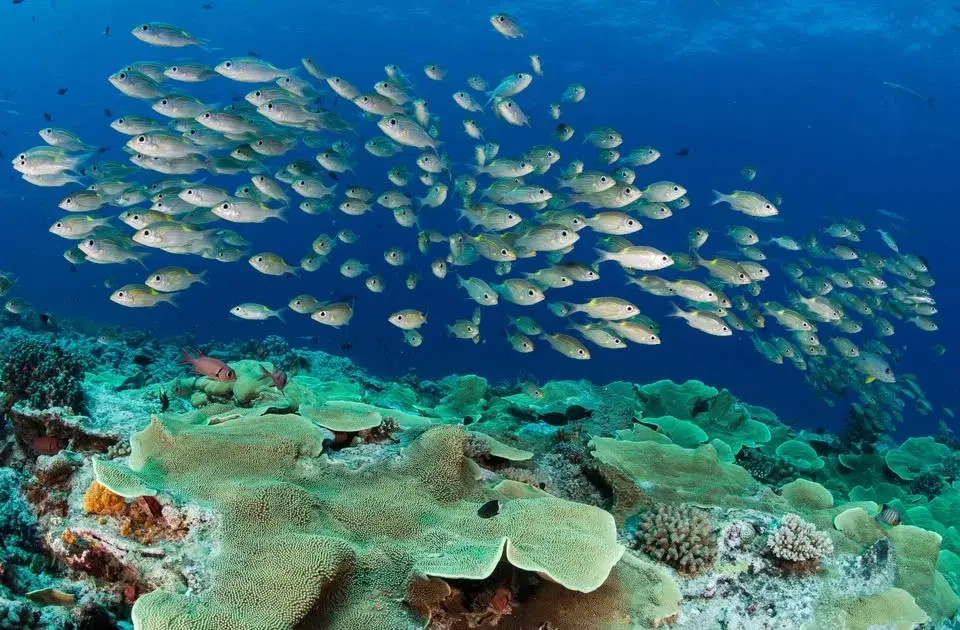 Erika Woolsey: Diving The Great Barrier Reef