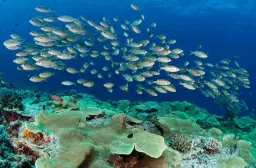 Erika Woolsey: Diving The Great Barrier Reef