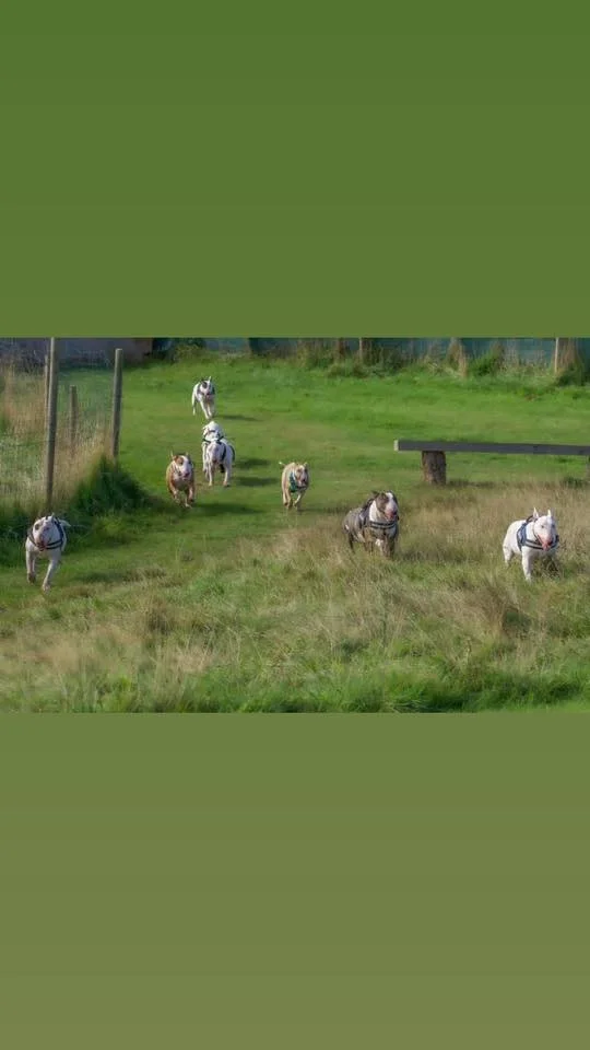 Sutton Park - Streetly Gate, Jamboree Stone