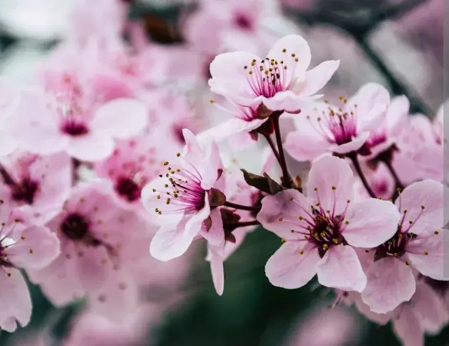 Miss TN Cherry Blossom Queen And Princess