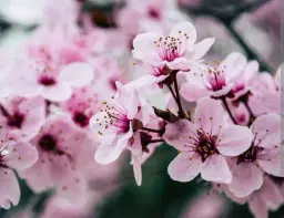 Miss TN Cherry Blossom Queen And Princess