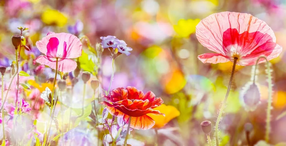 Landesgartenschau Aue-Bad Schlema 2027