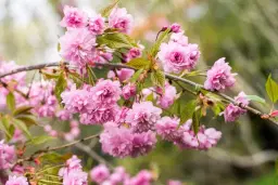 Sakura ünnep a Füvészkertben 2026