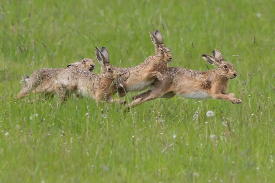 March Hare Walks, with breakfast, at RSPB Frampton