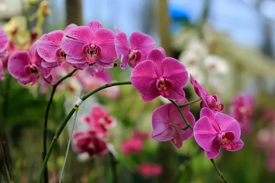 Orchid Show & Sale
