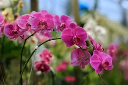 Orchid Show & Sale