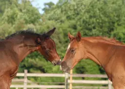 Horse Shows at the Shore