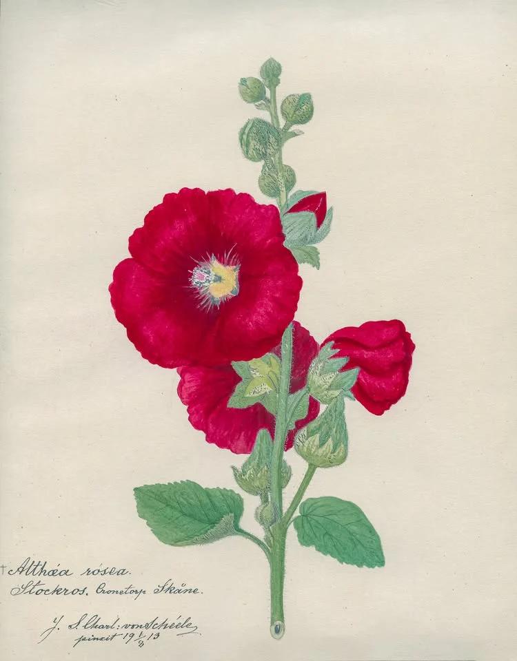 Sådan kärlek till blommor