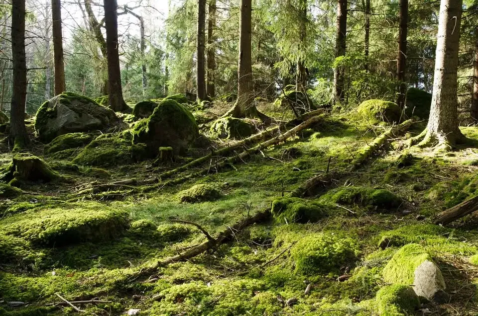 Den svenska skogsindustrins klimatpåverkan
