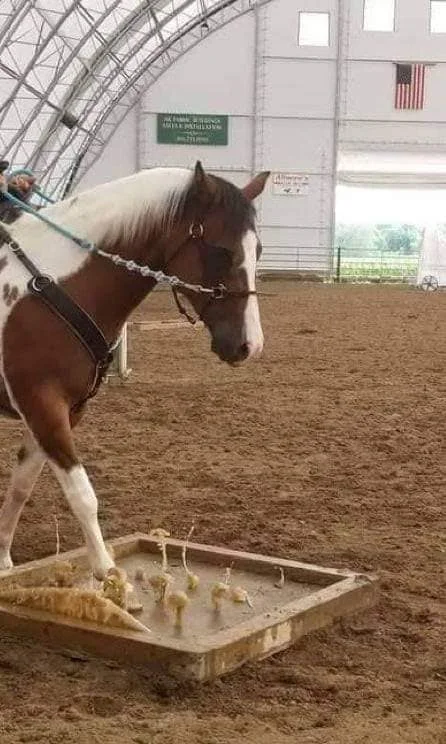 CHAPS MOUNTAIN TRAIL CHALLENGE SPONSORED BY MEADVILLE FAIR INNOVATIONS