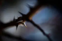 Johannespassionen kommer nära