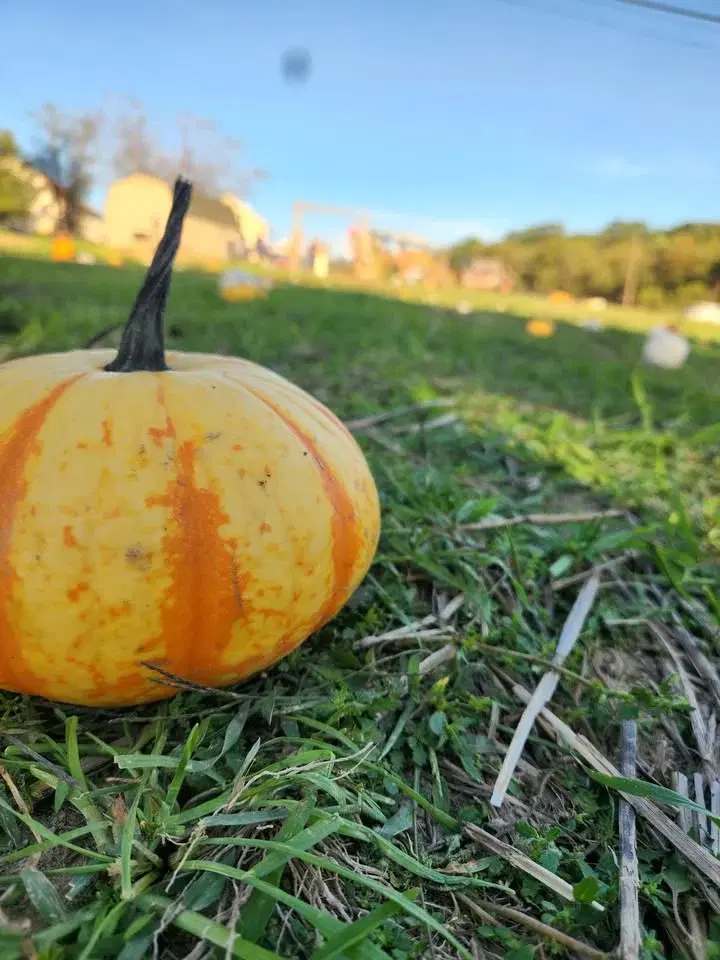 Maple Valley Acres Community Fall Festival