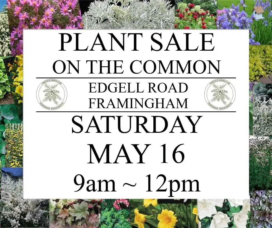 Plant Sale on the Center Common