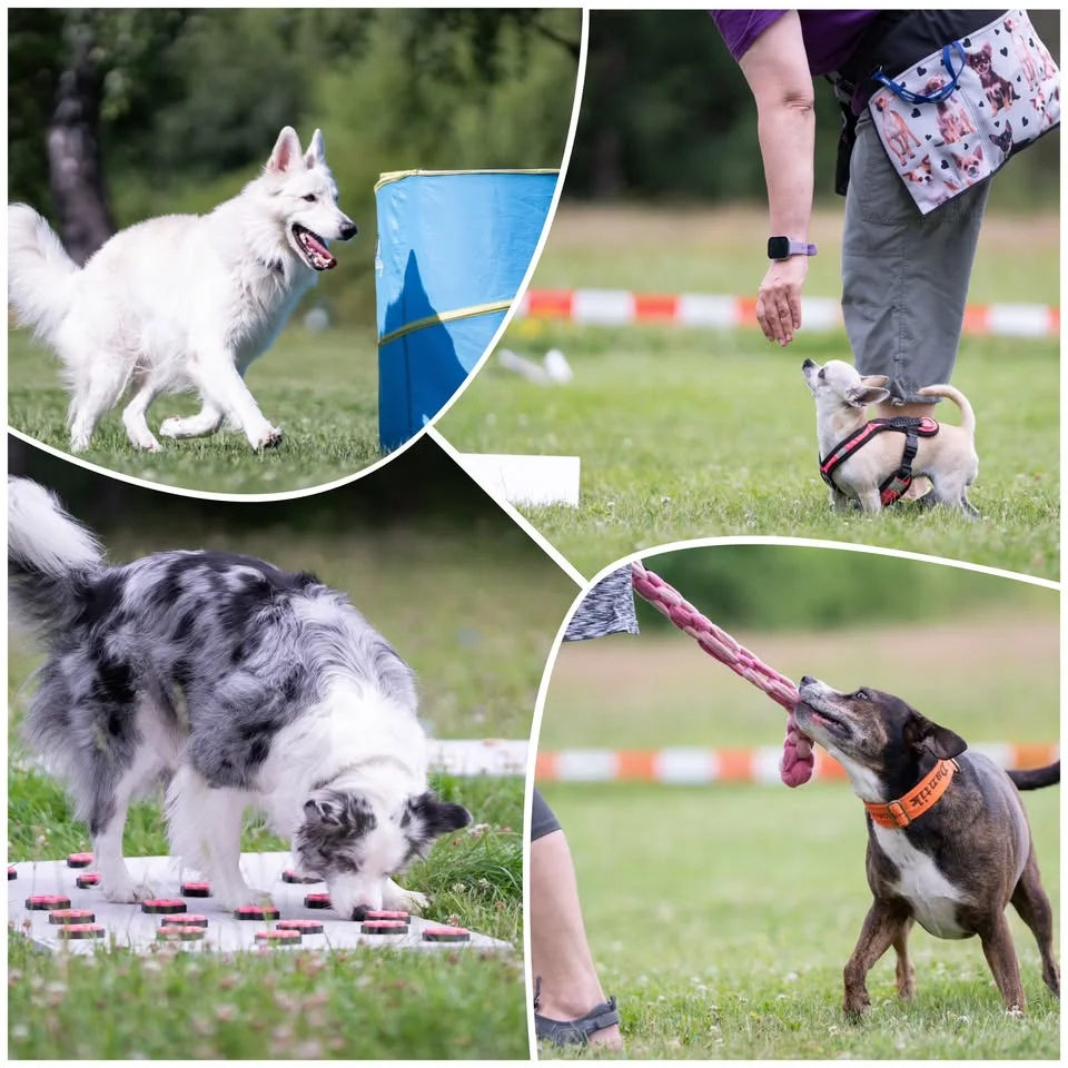 Prodloužený víkend psích sportů Větřkovice (Nosework, Hoopers, Rally, Hry)