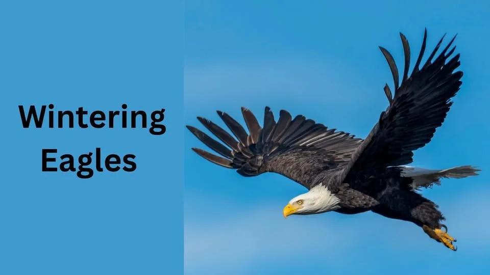 Wintering Eagles