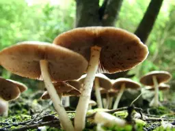 Inwood Hill Park: Fantastic Fungi Mushroom ID Hike