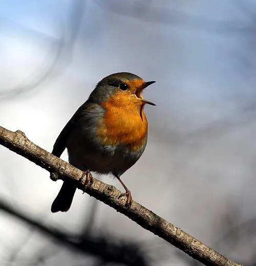 Vårens fåglar med NaturStig