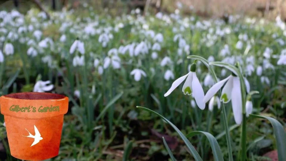 Gilbert’s Garden: Snowdrops