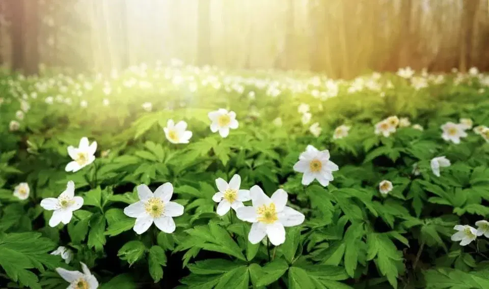 Vårmarknad i Lerdala