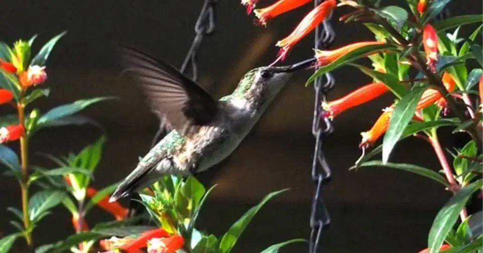 Bloom & Zoom: Gardening for Hummingbirds with Manitowoc Master Gardeners