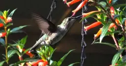 Bloom & Zoom: Gardening for Hummingbirds with Manitowoc Master Gardeners