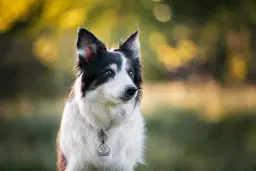 Austrian AWI Qualifier and UFO Major