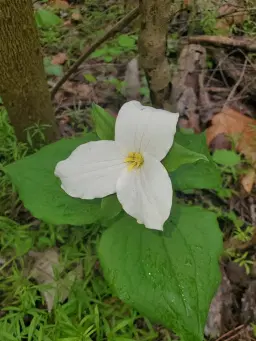 Wildflower Walk & Family Fun Day