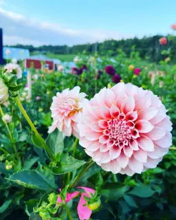 AN AUTUMN DAHLIA GARDEN EXPERIENCE