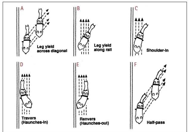 Lateral work clinic