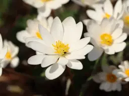 Spring Ephemerals Garden Tour