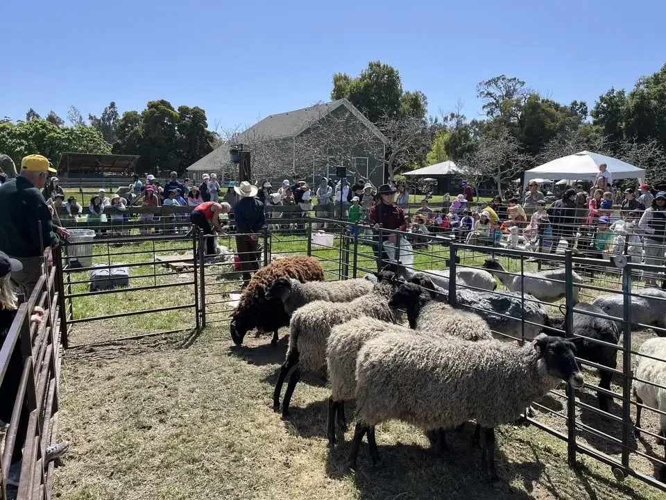 Sheep Shearing Day