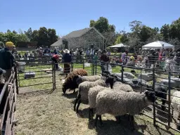 Sheep Shearing Day
