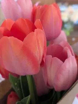 Spring Fling on the Farm