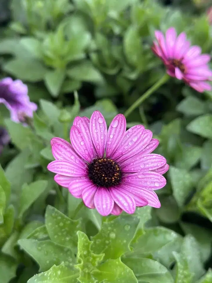 Oakfield FFA Annual Plant Sale!