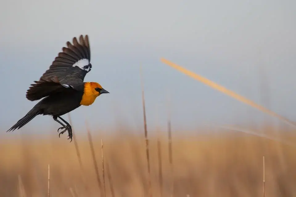Birdwatching Trek: Old Cedar Ave