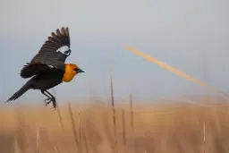 Birdwatching Trek: Old Cedar Ave