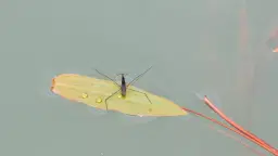 Biologisk mångfald i stadens dammar