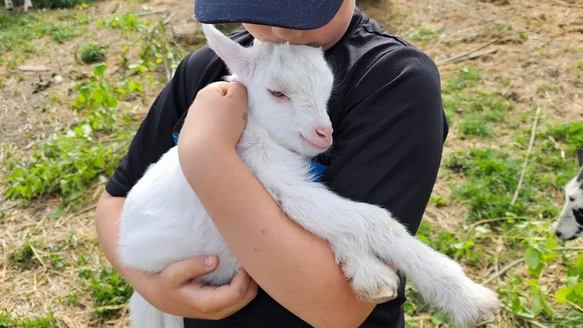 Besøgsbondegård. Sommerferien