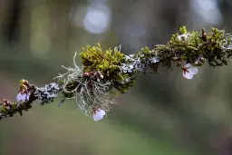 Moss and Lichens of the PNW
