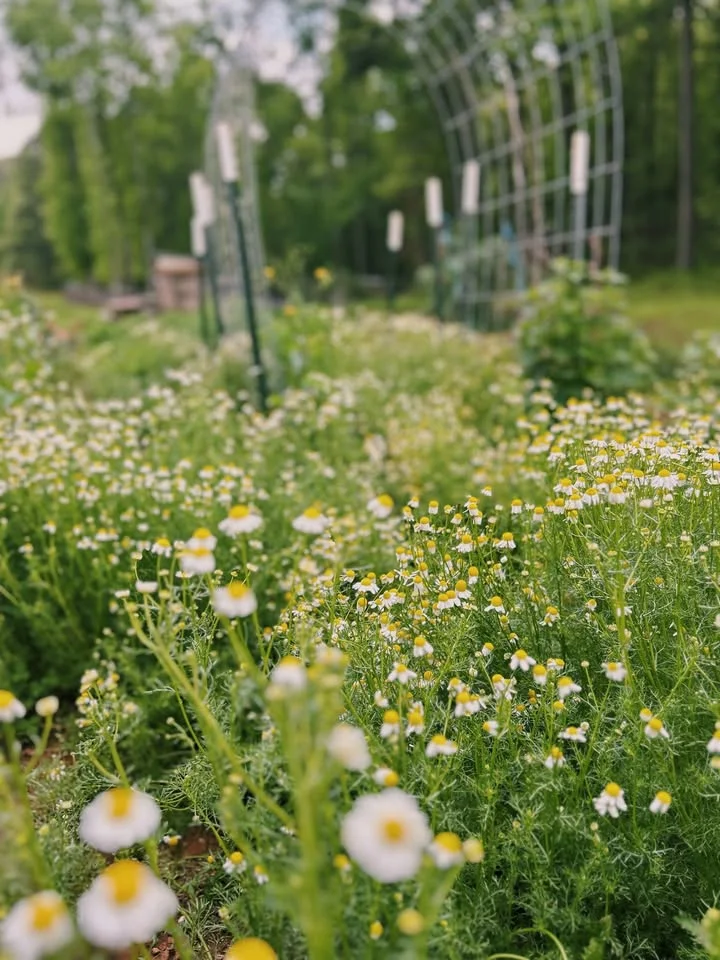 Growing a Medicinal Herb Garden Class