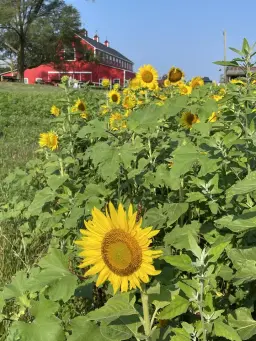 What's in Season - April 3rd Farm Market Opening