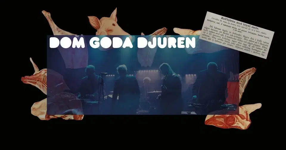 Synth After Work || Dom goda djuren - live!