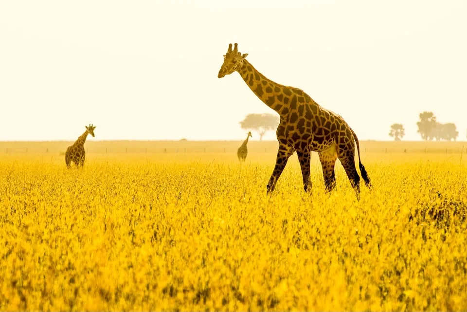 Petr Jan Juračka - Cesty do Afriky | Praha