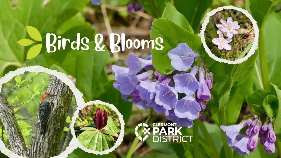 Birds and Blooms at Clingman Park